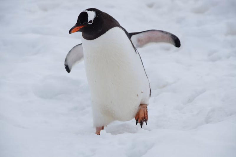 Торвальдс выпустил ИИ-патч для Linux с ускорением теста в 23 раза